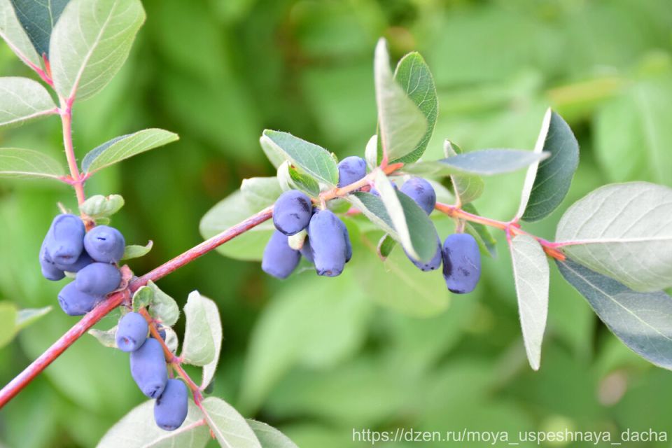 ��� ��������� �������� ���������: ������ ��� ���������������� ������