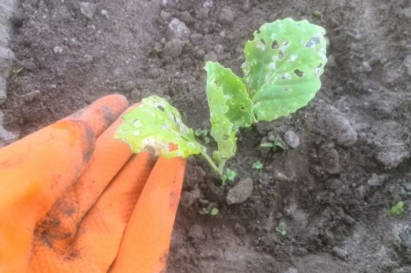 Эффективные методы борьбы с крестоцветной блошкой на капусте