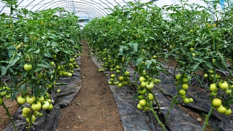 ��� ��������� ��������� �� �������� �����: ������� ��������� �����������