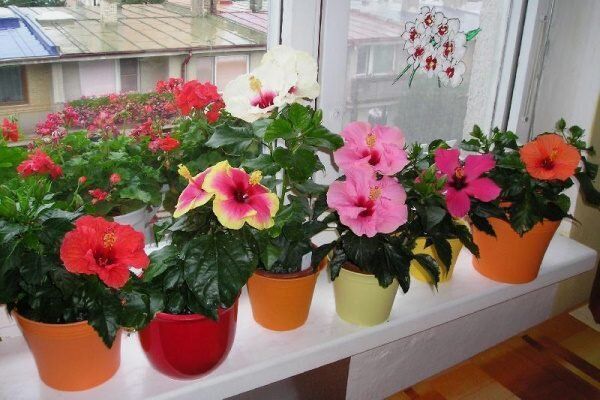 Мир гибискусов: разнообразие сортов и их особенность