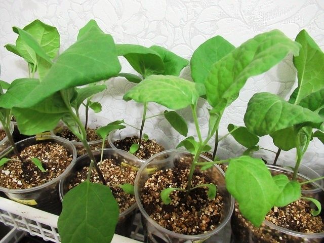 Уход за баклажанами: пикировка и выбор емкостей